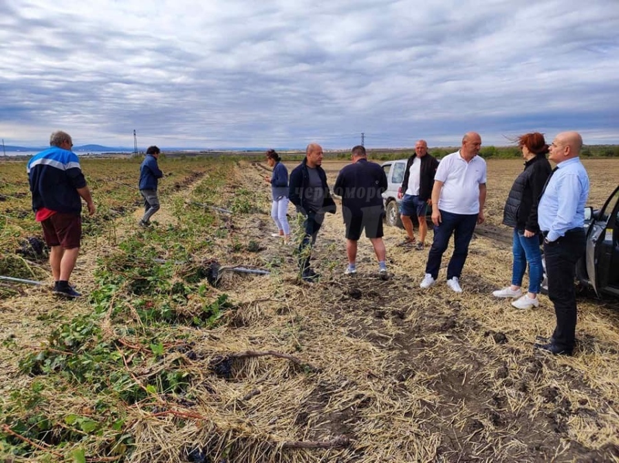 Лозарите от Поморийско възстановяват сами щетите от лятното бедствие